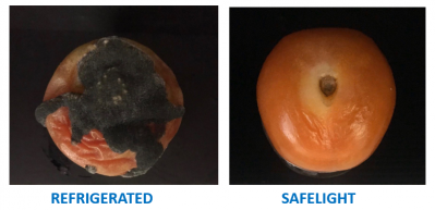 Tomato on the left was stored under refrigeration conditions (15 °C, 80% humidity) while tomato on the right was illuminated with SafeLight technology (15°C, 80% humidity) ©Safelight
