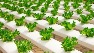 JD.com and Mitsubishi Chemical have joined forces to launch what they deem the largest “plant factory” in China, which is based on hydroponic technology. ©Pixabay
