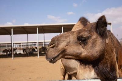 Al Ain Farms will launch camel milk powder in tin format (400g) into China in January 2021  ©Al Ain Farms