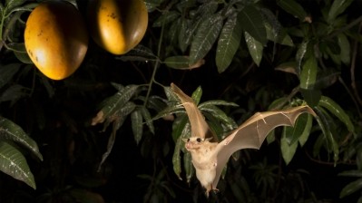 The Nipah virus is transmitted through secretions from the fruit bat to fruit that it feeds upon or touches. ©Getty Images