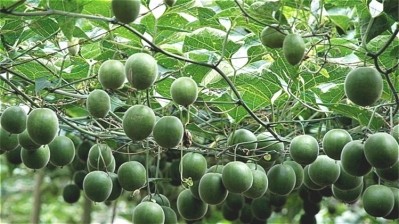 Monk fruit, or luo han guo, is a small fruit native to China and Thailand.