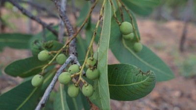 The indigenous Australian green plum has been singled out as a strong candidate for commercialisation benefitting Aboriginal communities due to its natural sweetness and high nutrient value. ©Selina Fyfe