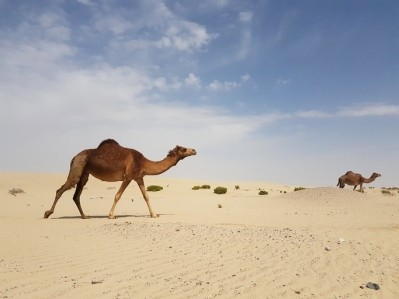 Despite its nutritional and health benefits, camel meat has yet to find an organised market which might be due to limited awareness about nutritional potential as well as scattered information about the methods for improving its overall quality. ©Getty Images
