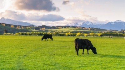 The cull of dairy cattle should protect New Zealand cattle reared for meat