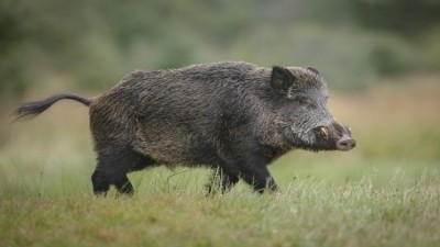 Hunting enthusiasts called the possible case of wild boar poisoning 'freakishly uncommon'