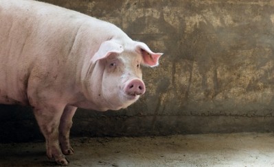 China's New Hope Group wants to cut it the number of pigs it breeds