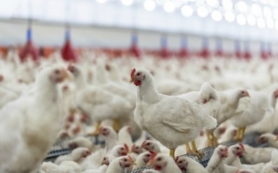 The plan has been described as the region's first vertical integration poultry project