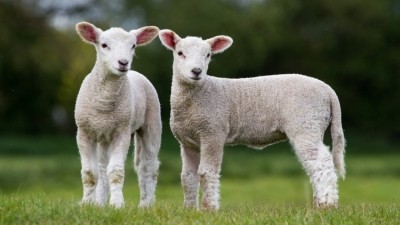 National Lamb Day marks the first shipment of frozen sheep from New Zealand to London