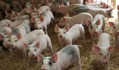 The pig project was of “great importance” for the local government in Danzhou