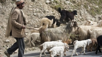 25,000 sheep and goats were withdrawn by the Indian Government