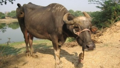 The station will house 300 bulls in Purnea, Bihar