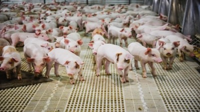 China processors create giant pig farm