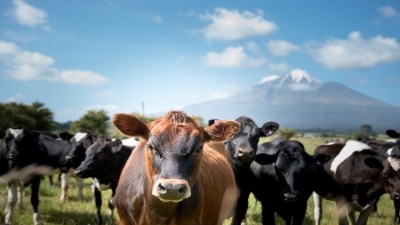 Beef + Lamb New Zealand has issued tips to help prevent mycoplasma bovis