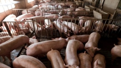 Charoen Pokphand Foods' decision to improve pig welfare has been welcomed