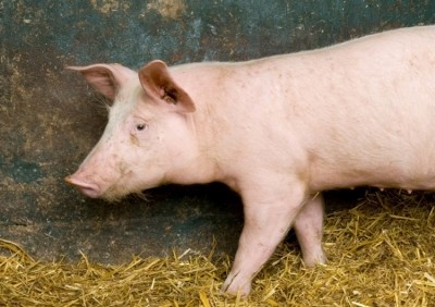 Chinese authorities crack down on black market pork