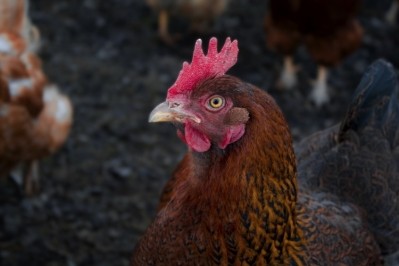 Singapore poultry distributors fined