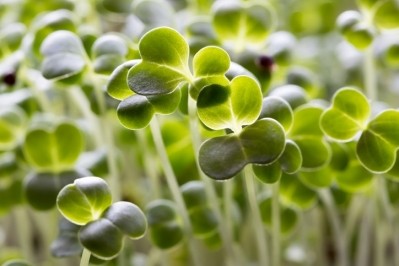 Broccoli sprouts contain high levels of sulforaphane.  ©Getty Images 