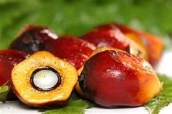 How sustainable is your palm oil supply?