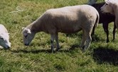 Positive outlook for Australian sheep sector