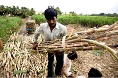 Indian reforms offer a sweet outlook for sugar industry