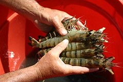 Breakthrough means tastier, healthier and more sustainable prawns