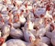 South Korea's poultry market opening good news for Filipino sector: BAI