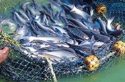 Vietnam seafood export control talks stalled