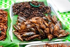 UN endorses Australian's call for the world to eat more insects