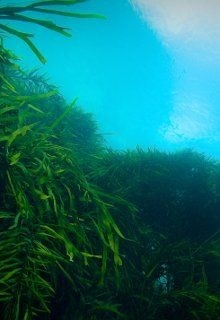 Marinova's certified organic Fucoidan extracts are high purity (>90%) extracts, manufactured from more than 10 species of seaweeds (pictured: undaria-pinnatifida seaweed, credit: Marinova)
