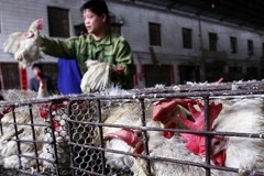 Shanghai's new live poultry regulations aim to prevent H7N9 outbreaks