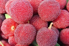 Big plans for Chinese berry in Australia 