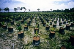 DEFRA: China and India must buy into sustainable palm