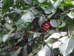 Indian coffee growers suffering labour headache