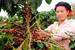 Nestlé brewing hot cup of promise for Chinese coffee growers