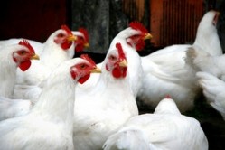 Review of bird flu safeguards urged to curb new outbreaks