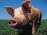 Australia puts up funds to improve pork production