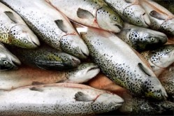 European salmon producers are increasingly seeing China as a lucrative export market