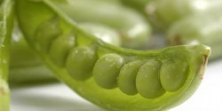 Pea protein boom drives Cosucra plant expansion