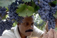 India starting to get serious about wine standards