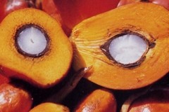 Palm oil body seeks to allay new Chinese regulatory fears