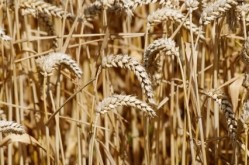 Sino-NZ study aims to produce more and bigger grains