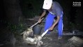 Bludgeoning a dog to death