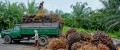Food firms set to be hit by rising palm oil prices as South East Asian production dips