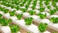 ‘An entirely new agriculture model’: JD and Mitsubishi open largest hydroponic plant factory in China