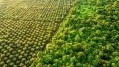 More hikes imminent: EU's deforestation stance set to cause food price rises – policy experts