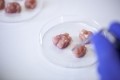From tumour risk to microbiome harm: FAO and WHO debunk four cell-based meat misconceptions