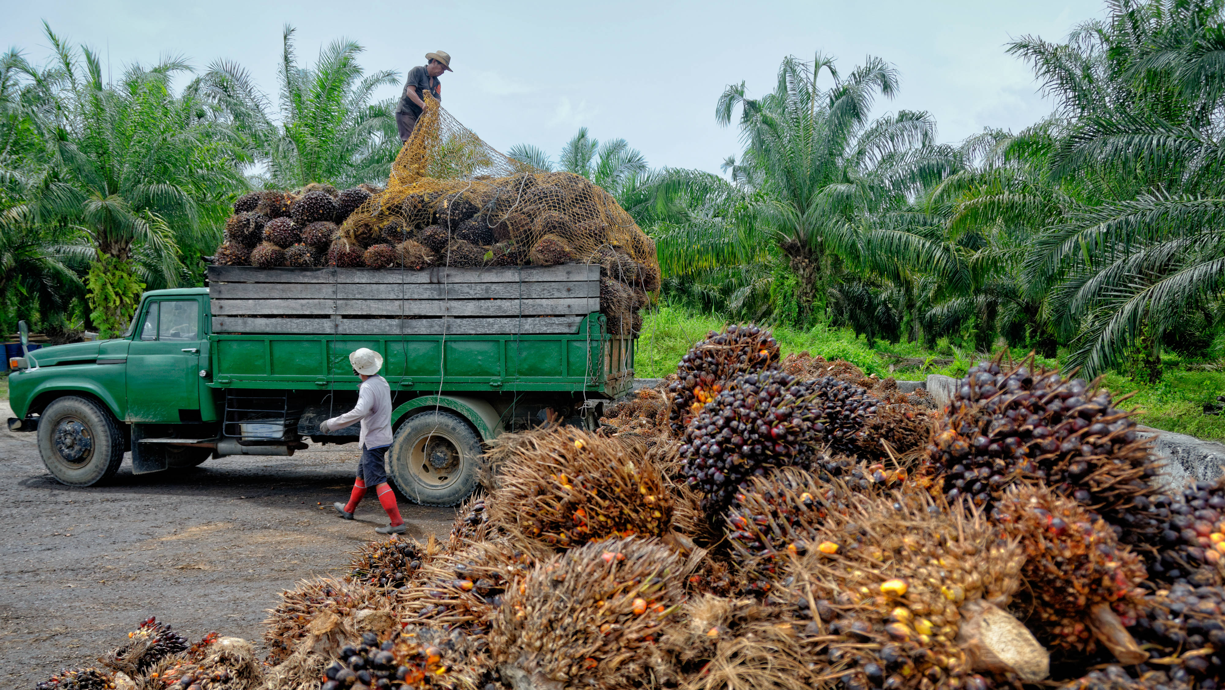 palm oil exports 